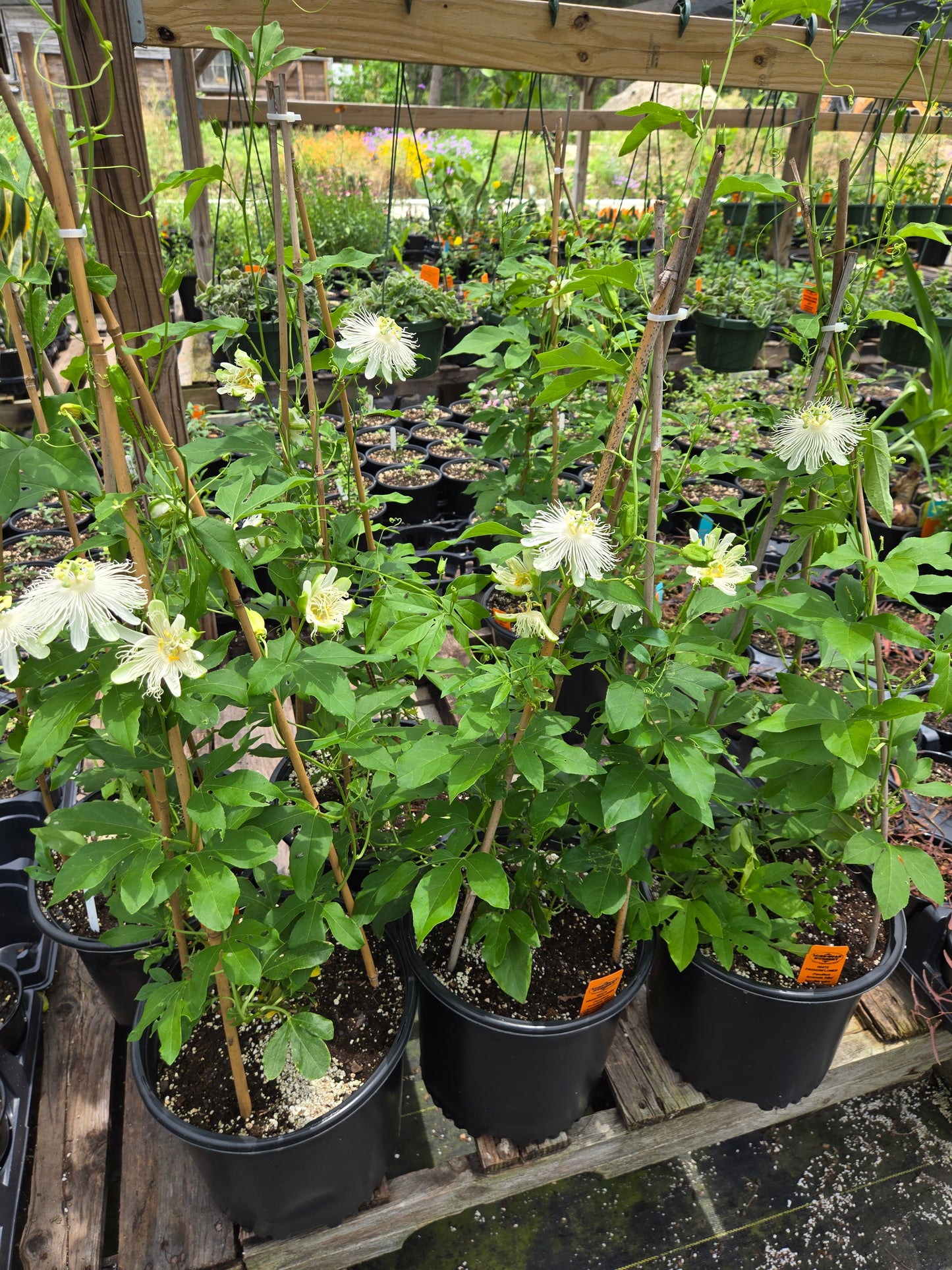 PASSIONFLOWER 'White' --Passiflora incarnata 'Alba'--