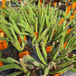 Stapelia leendertziae --Black Bells--