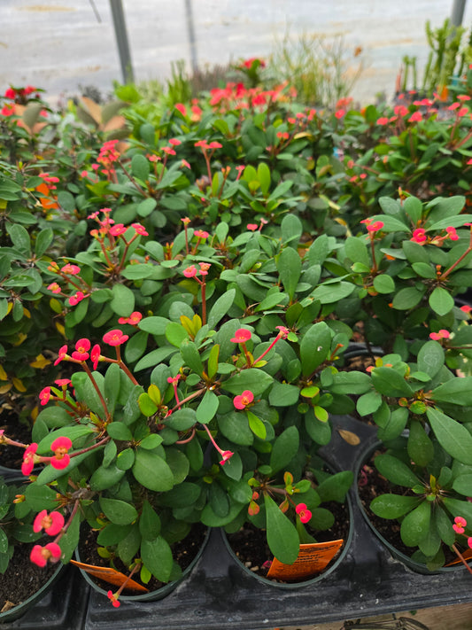 Euphorbia milii --Dwarf Crown of Thorns--