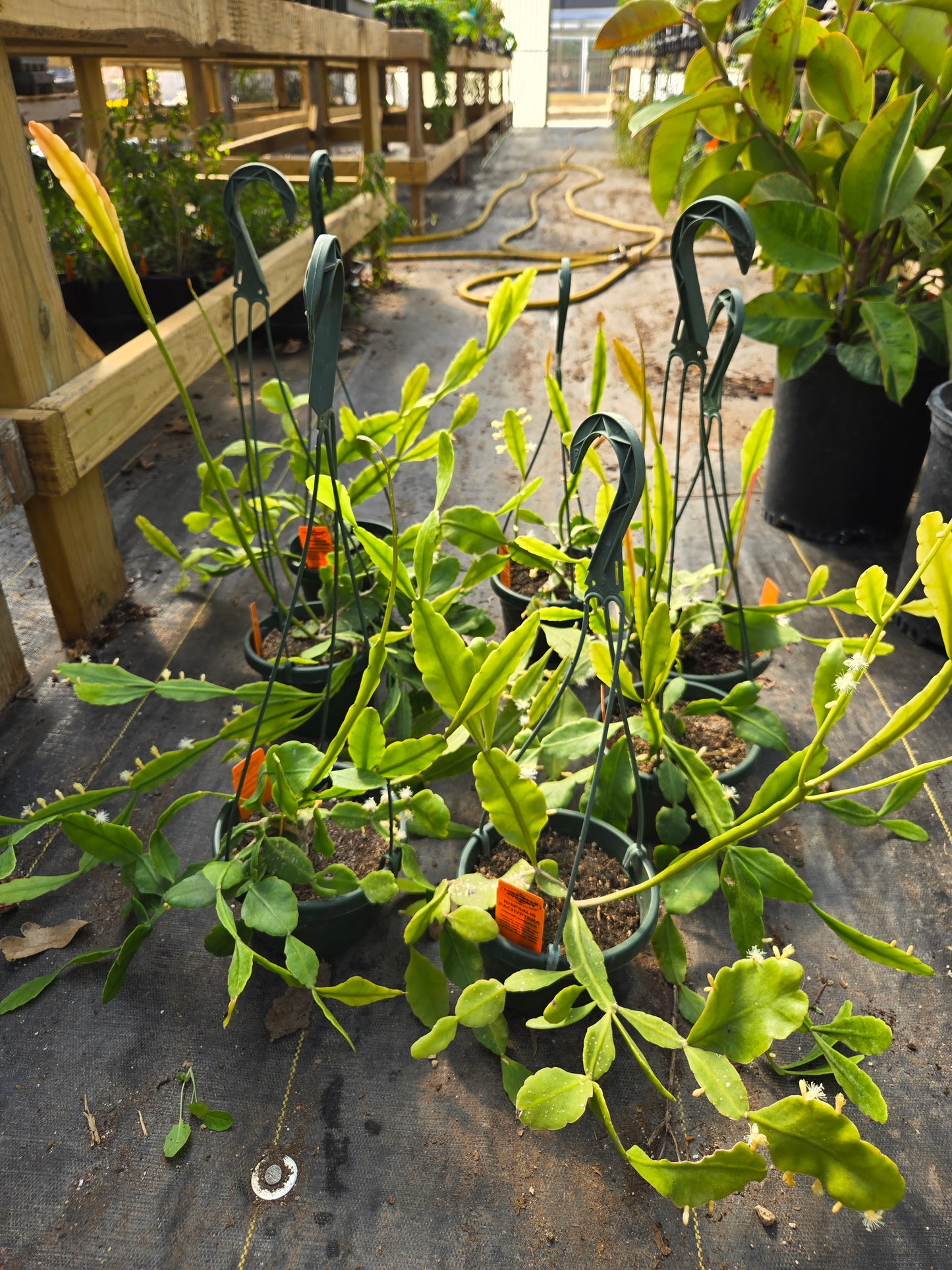 Rhipsalis pachyptera