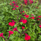 Salvia greggii --Magenta Cherry Autumn Sage--