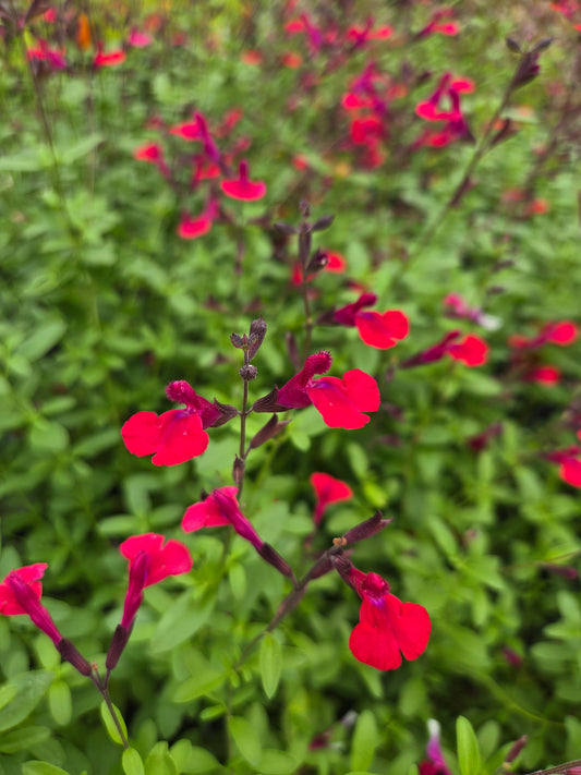 Salvia greggii --Magenta Cherry Autumn Sage--