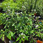 Plumbago scandens --Doctorbush--
