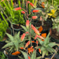 Aloe 'Pink Blush'