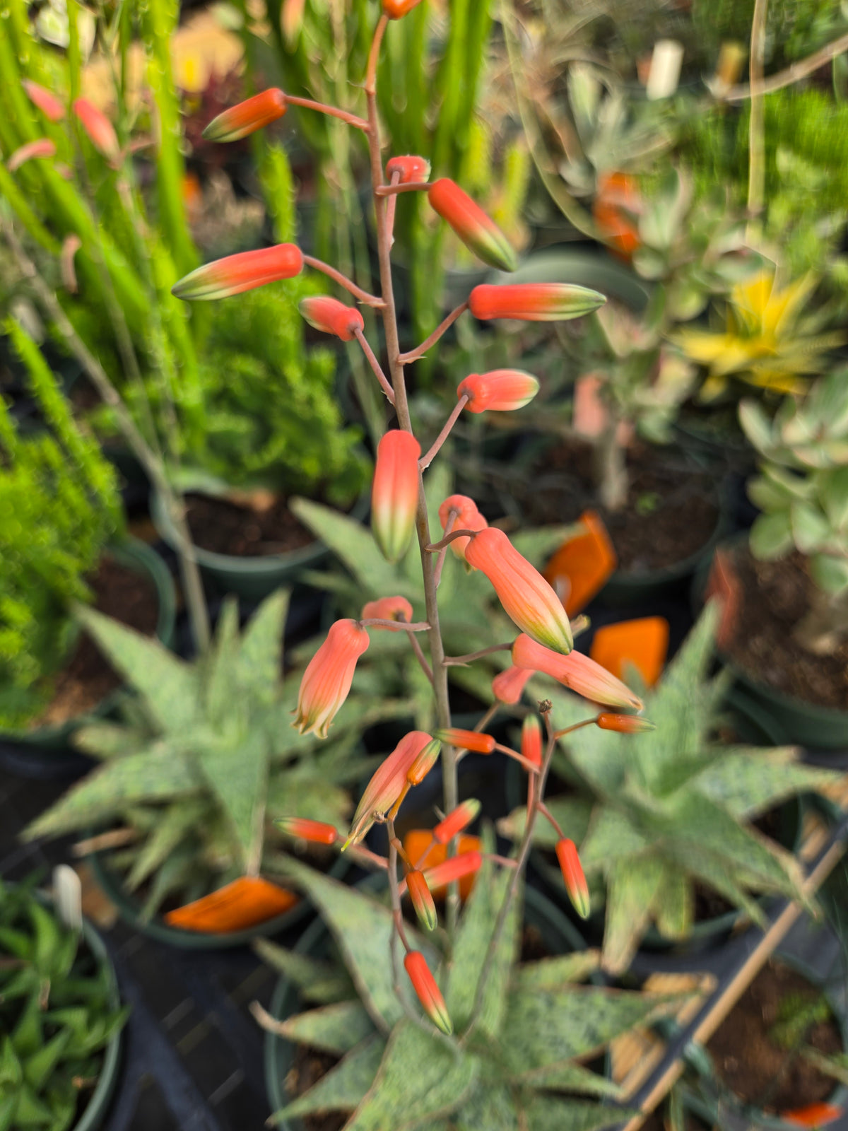 Aloe 'Pink Blush'