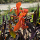 Canna x generalis 'Intrigue'
