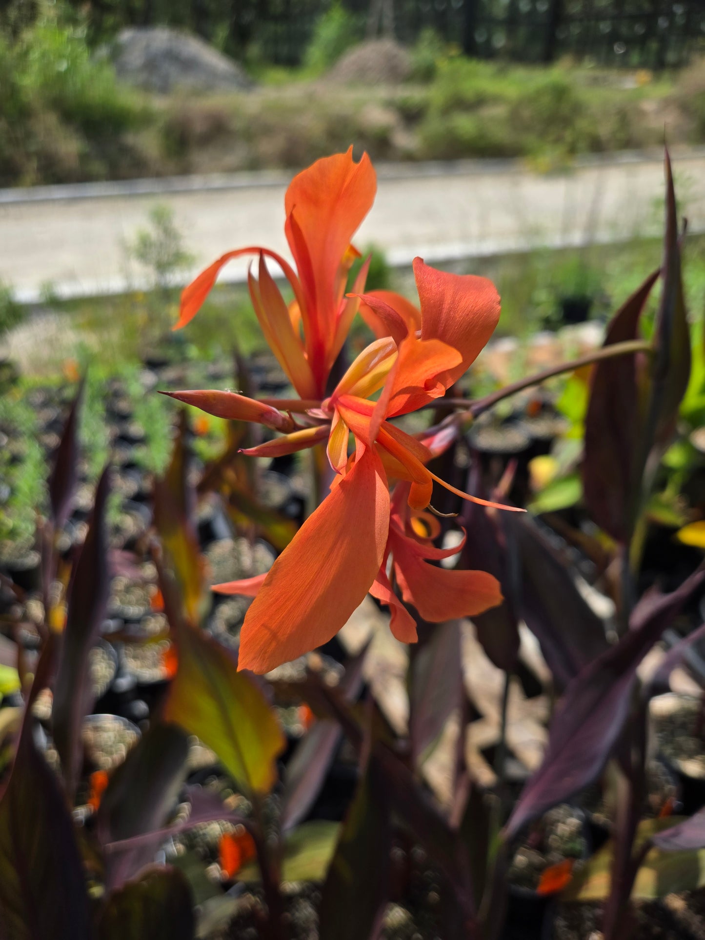 Canna x generalis 'Intrigue'