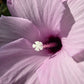 Hibiscus striatus 'Lambertianus' --Texas Striped Hibiscus--