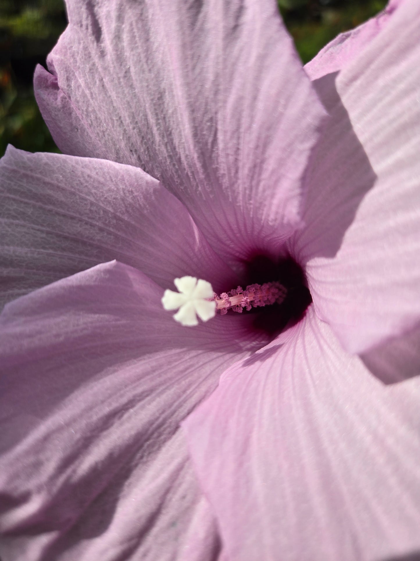 Hibiscus striatus 'Lambertianus' --Texas Striped Hibiscus--
