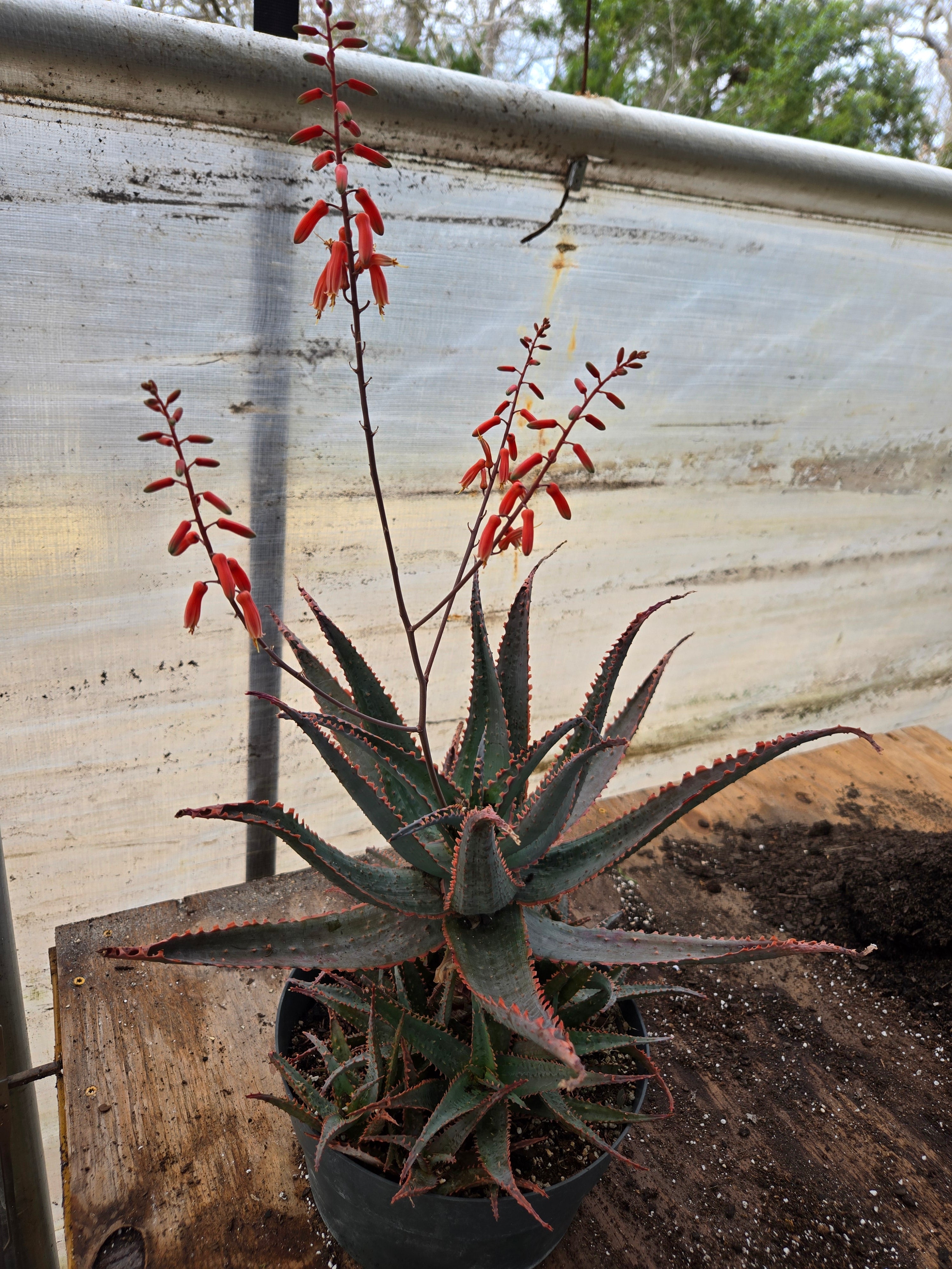 aloe様 Well-Known Aloe claviflora Succulent | Kraal Aloe| Planet Desert