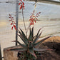Aloe 'Jim's Hybrid'