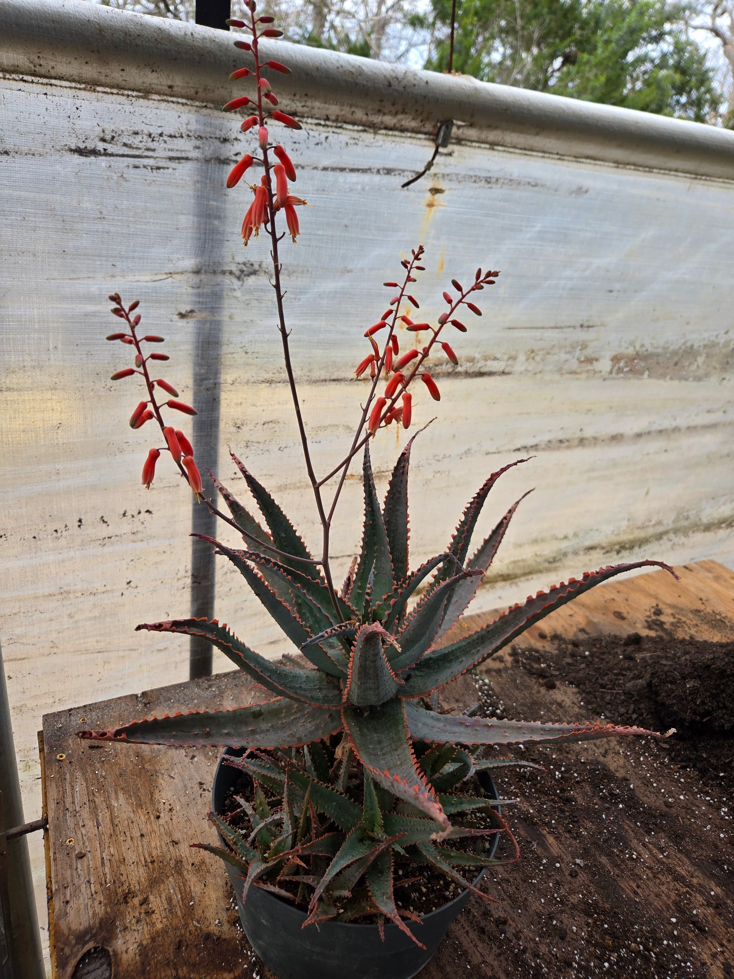 Aloe 'Jim's Hybrid'