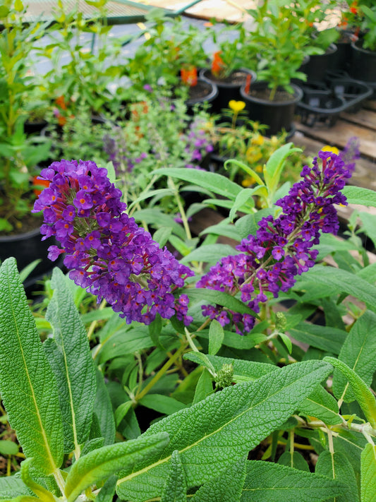 Buddleja davidii --Black Knight Butterfly Bush--