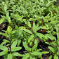 Sphaeralcea angustifolia --Narrowleaf Globemallow--