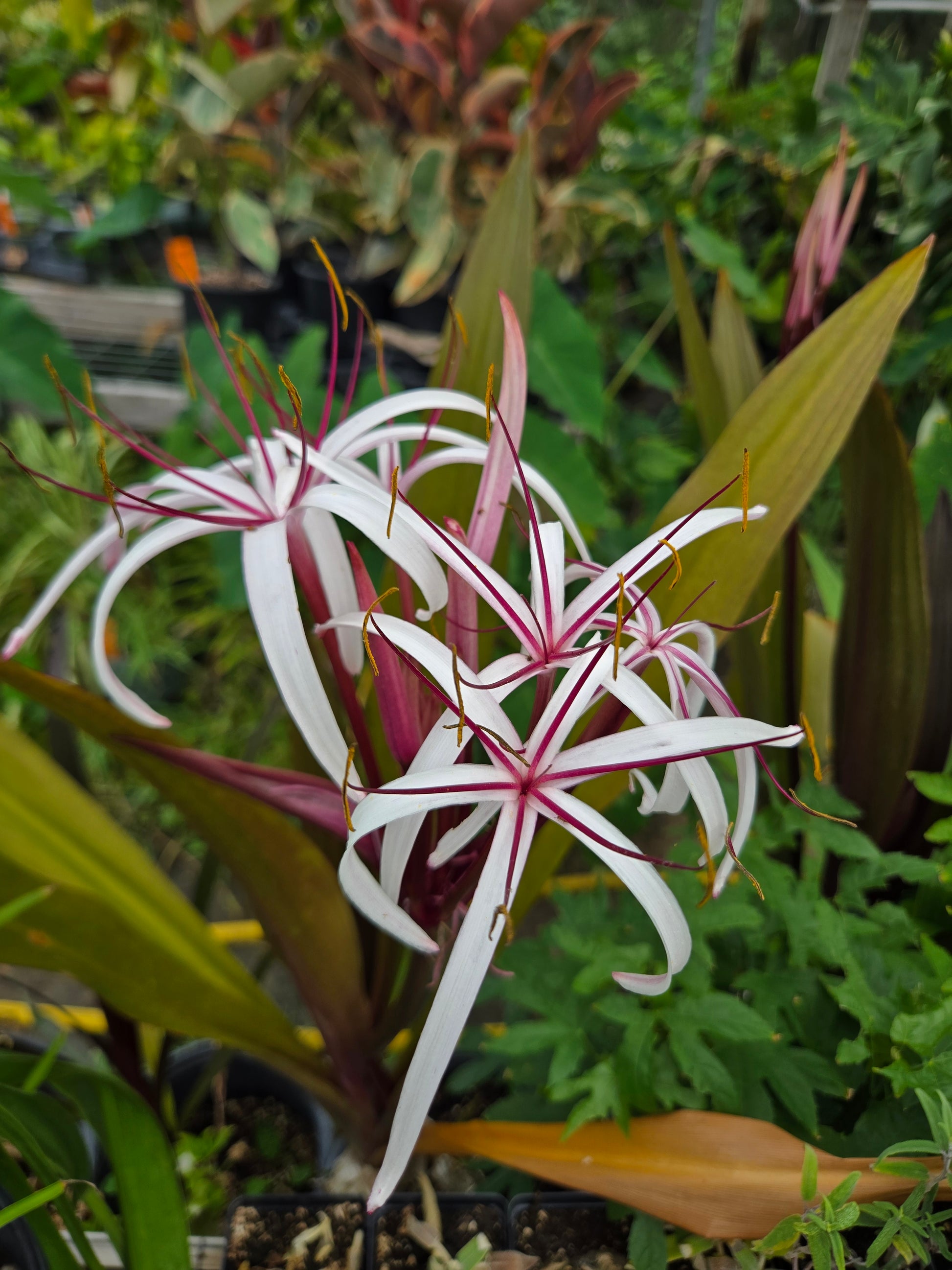 asiatic crinum lily Crinum asiaticum var. procerum 'Splendens' --Queen Emma's Purple Lily--