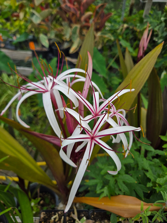 Crinum asiaticum var. procerum 'Splendens' --Queen Emma's Purple Lily--