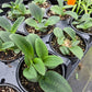 Ledebouria botryoides --Giant Squill--