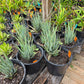 Aloe 'Blue Elf'