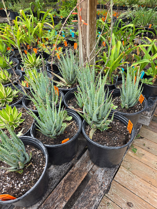 Aloe 'Blue Elf'