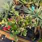 Euphorbia milii 'Variegata' --Variegated Crown of Thorns--