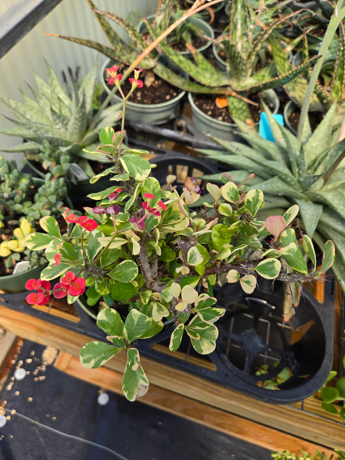 Euphorbia milii 'Variegata' --Variegated Crown of Thorns--