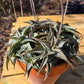Aloe descoingsii --Miniature Aloe--