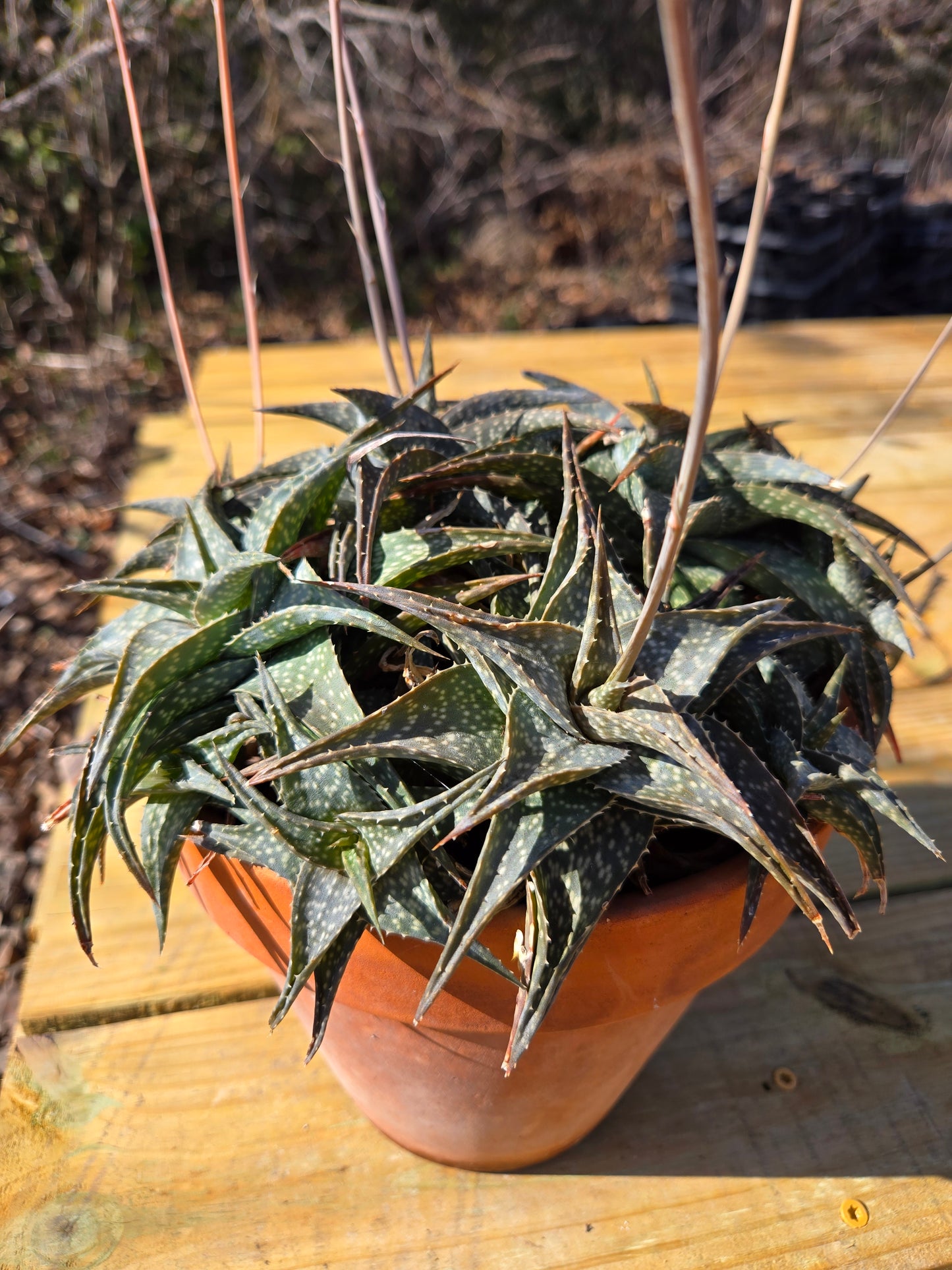 Aloe descoingsii --Miniature Aloe--