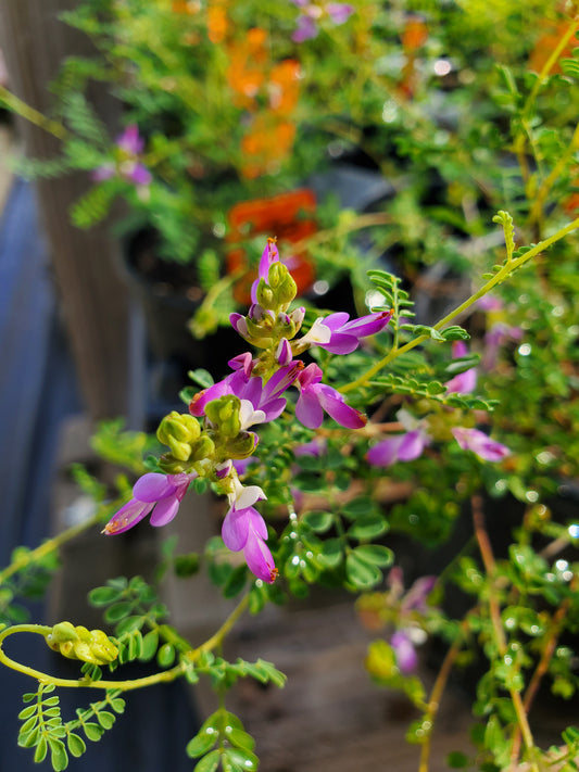 Dalea frutescens --Black Dahlia--