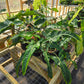 Philodendron mexicanum