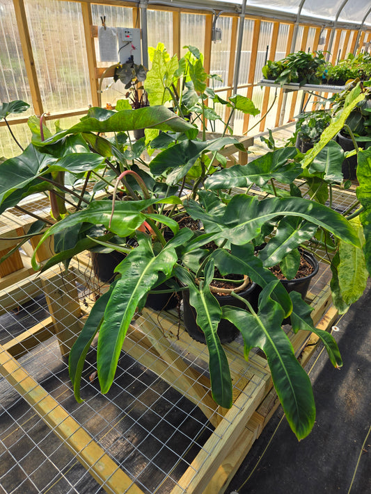 Philodendron mexicanum