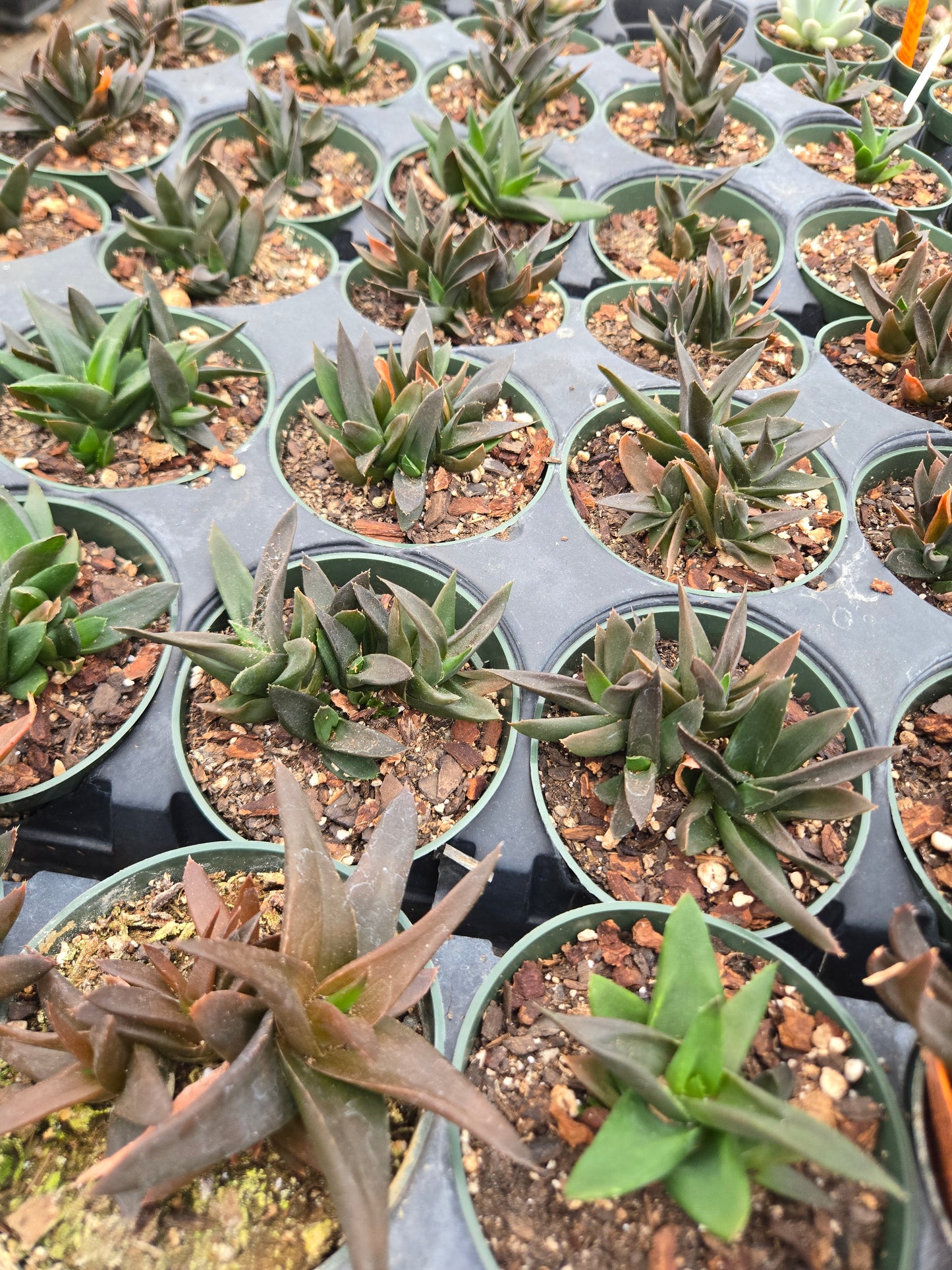 Aloe rauhii x parvula 'Black Beauty'