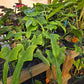 Philodendron bipennifolium 'Splash Gordon'