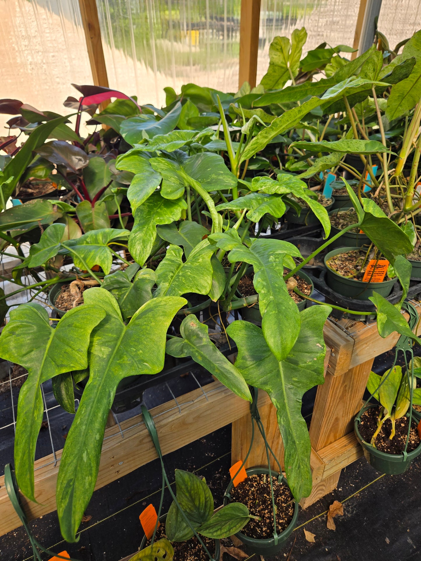 Philodendron bipennifolium 'Splash Gordon'