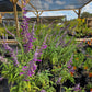 Salvia leucantha 'Midnight' --Mexican Bush Purple Sage--