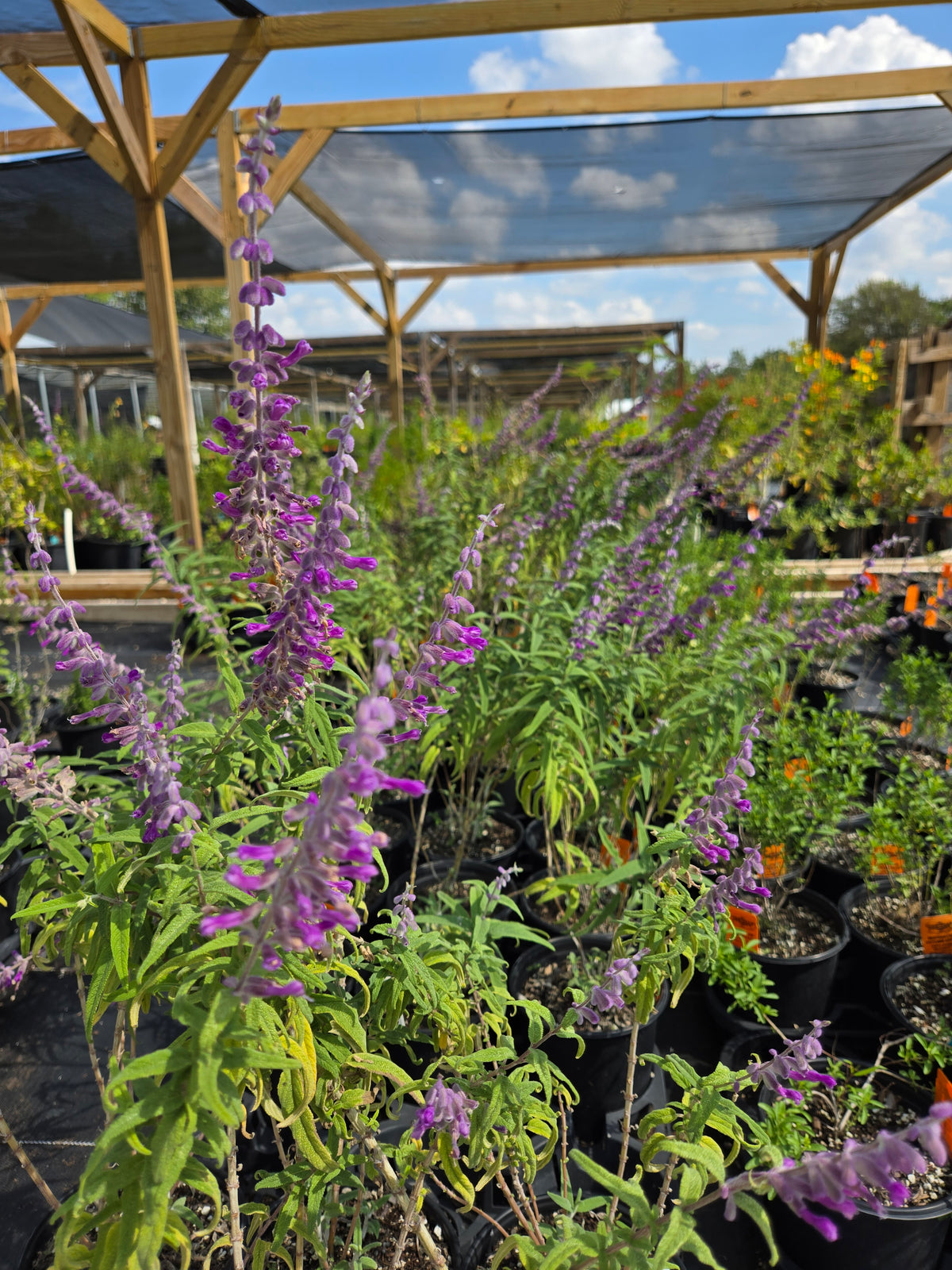 Salvia leucantha 'Midnight' --Mexican Bush Purple Sage--