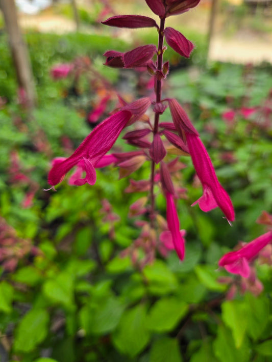 Salvia hybrida --Wendy's Dark Wish Sage--