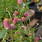 Gomphrena nealleyi --Nealley's Globe Amaranth--