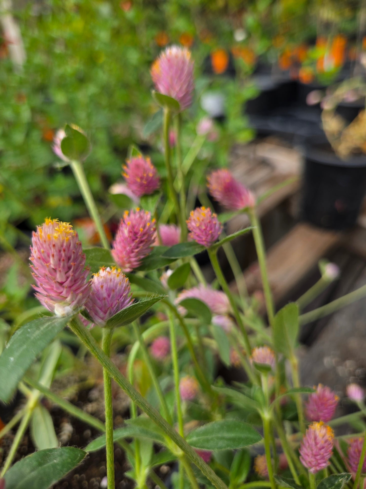 Gomphrena nealleyi --Nealley's Globe Amaranth--