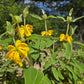 Phlomis fruticosa --Jerusalem Yellow Sage--