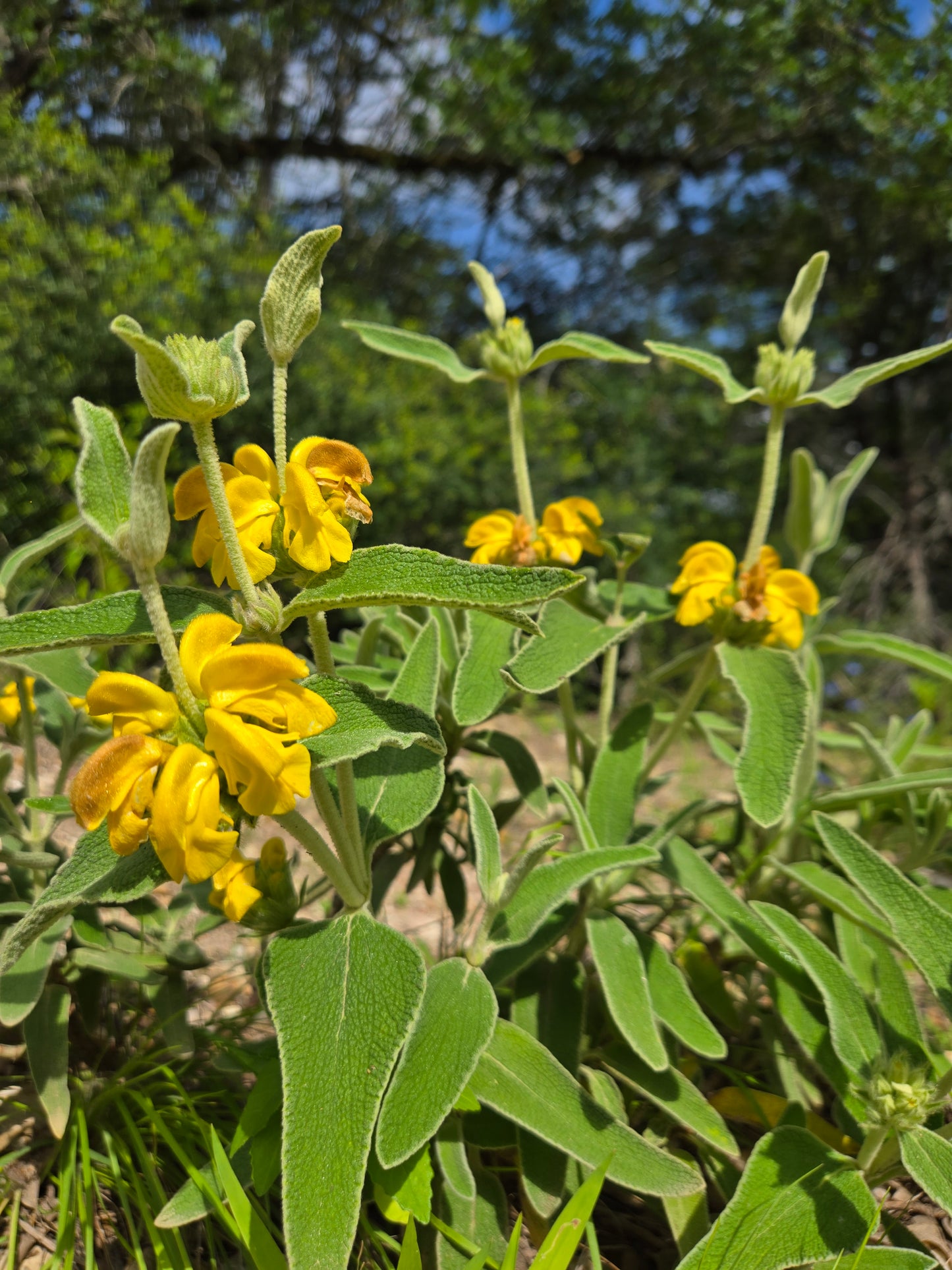 Phlomis fruticosa --Jerusalem Yellow Sage--