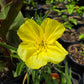Oenothera macrocarpa --Fluttermill Evening Primrose--