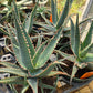 Aloe 'Jim's Hybrid'