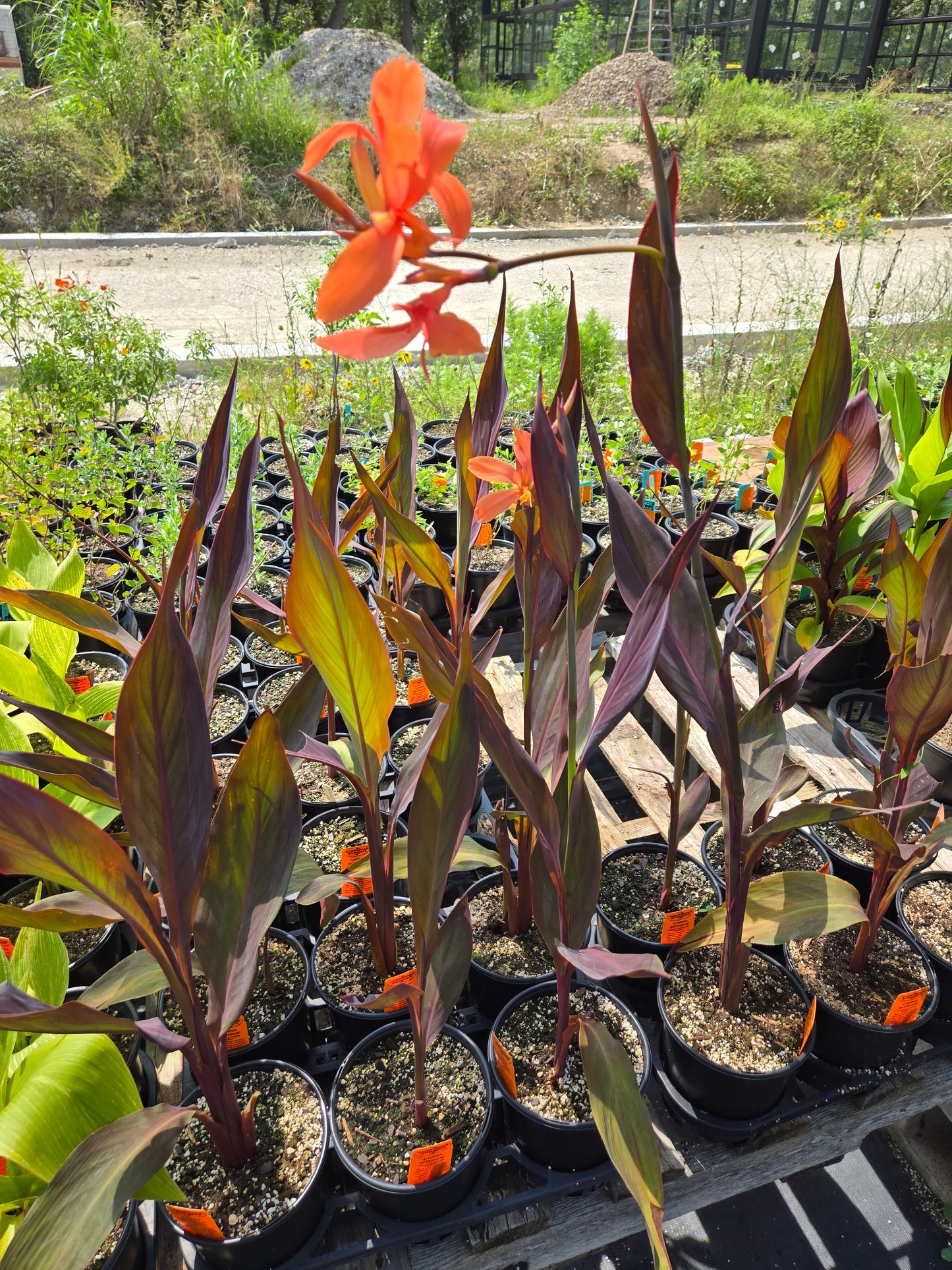 Canna x generalis 'Intrigue'