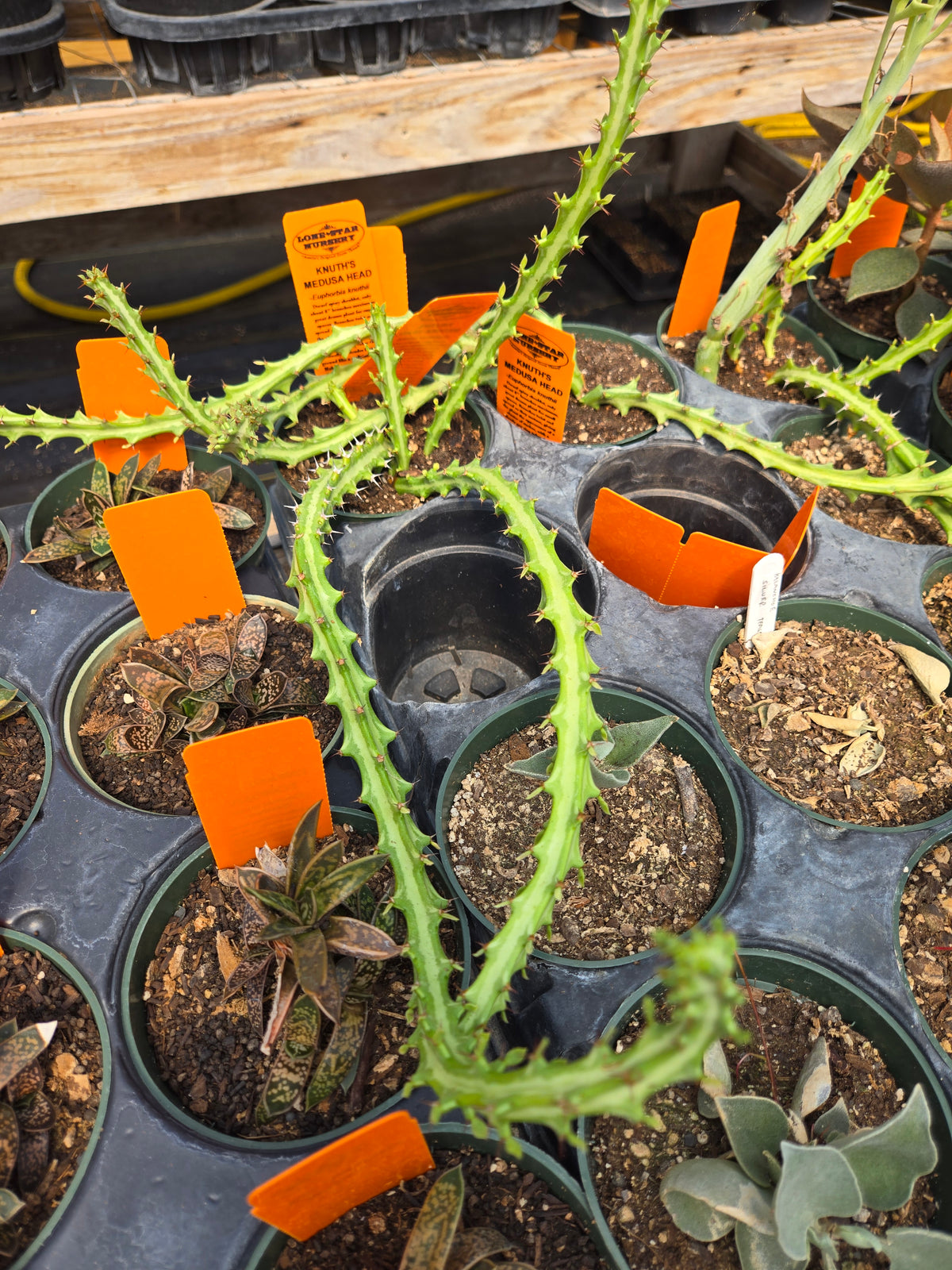 Euphorbia knuthii --Knuth's Medusa Head--