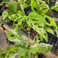 Monstera adansonii --Mint Swiss Cheese Vine--