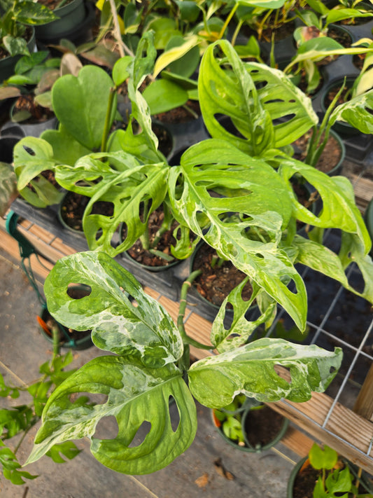 Monstera adansonii --Mint Swiss Cheese Vine--