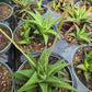 Haworthiopsis limifolia --Green Fairy Washboard Haworthia--