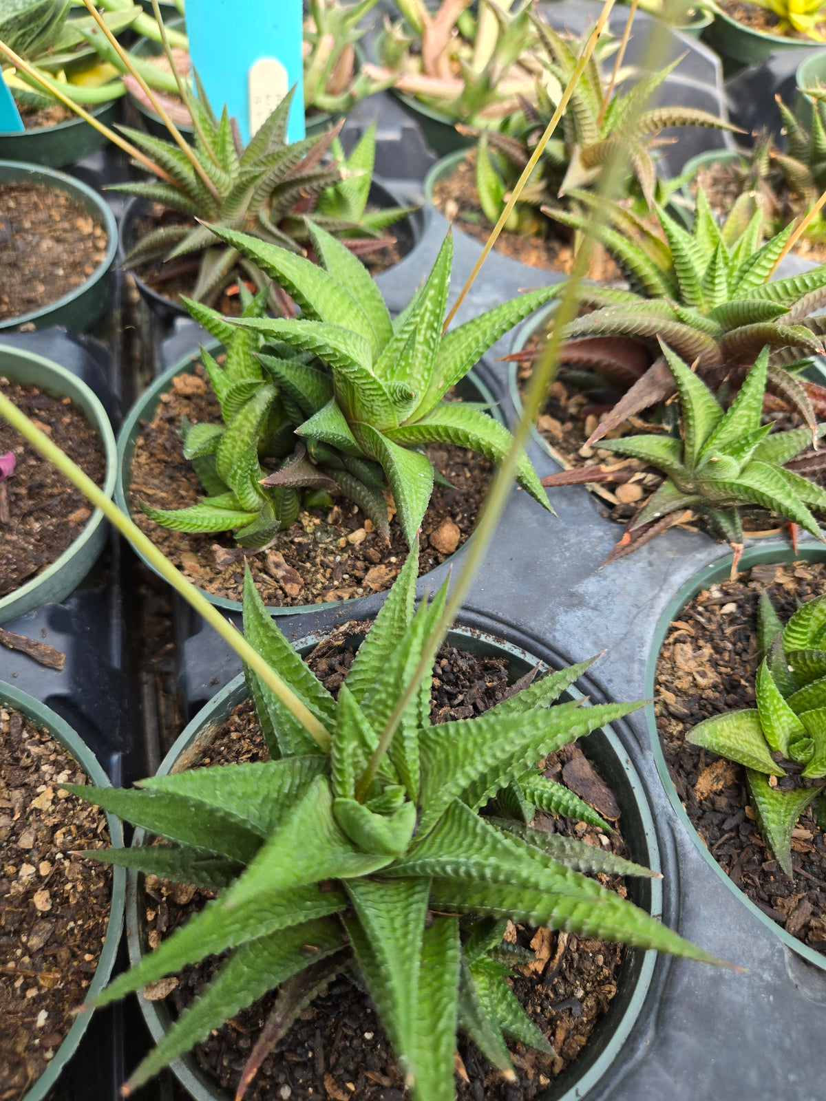 Haworthiopsis limifolia --Green Fairy Washboard Haworthia--