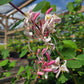 Lonicera x. americana --Pam's Pink Honeysuckle--