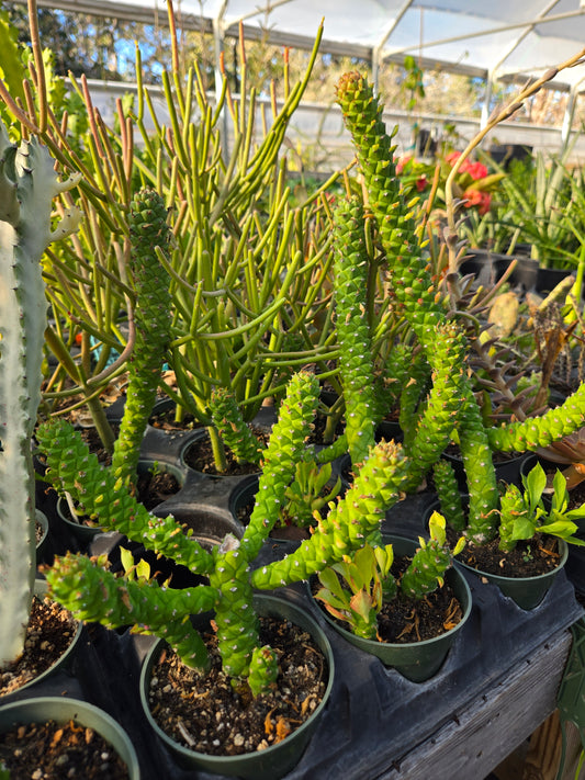 Monadenium stapelioides